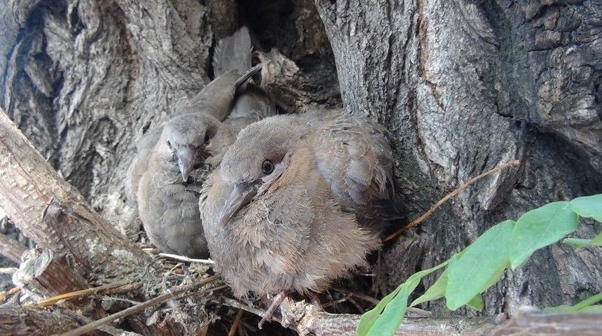 (&ouml;zel) Taksim&rsquo;de Sevimli Kumru Yavrularına Yoğun İlgi