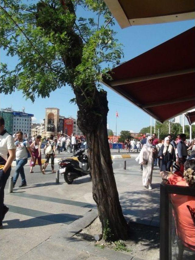 (özel) Taksim’de Sevimli Kumru Yavrularına Yoğun İlgi