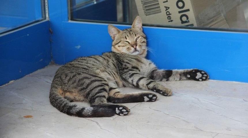 Sıcaktan Bunalan Kedi Marketin Kapısını Mesken Tuttu