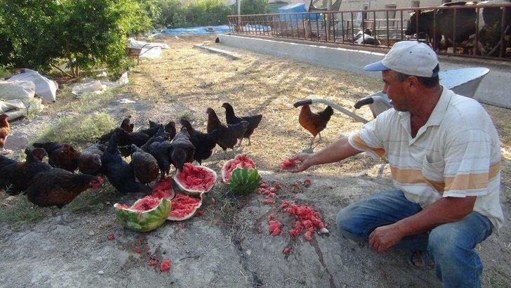 Satamadığı Karpuzu İnek Ve Tavuklara Yediriyor G1