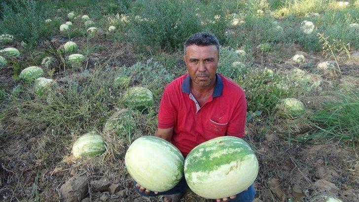 Satamadığı Karpuzu İnek Ve Tavuklara Yediriyor G5