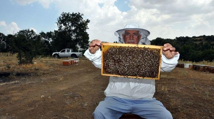 Uşak’ta Bal Üretimine Endeksli “apiterapi” Merkezleri Kurulacak