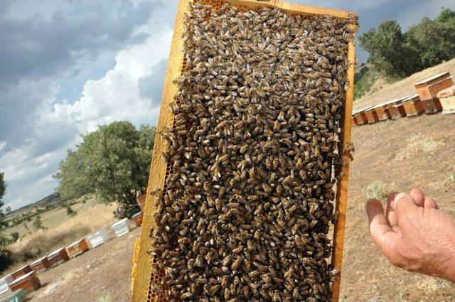 Uşak’ta Bal Üretimine Endeksli “apiterapi” Merkezleri Kurulacak