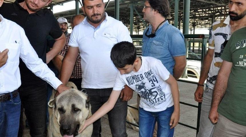 Festivalin İlgi Odağı &rsquo;boğa&ccedil;&rsquo; Oldu