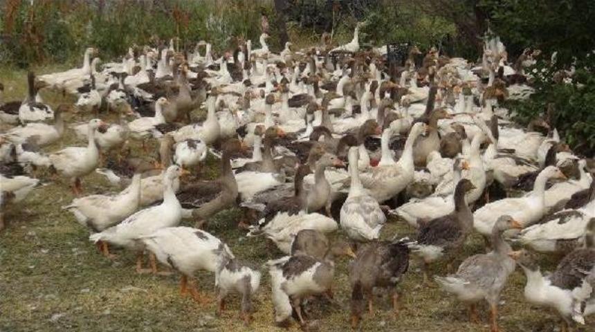 Eşinin Altınlarıyla Aldığı 700 Kazdan 300'&uuml; &Ouml;ld&uuml;