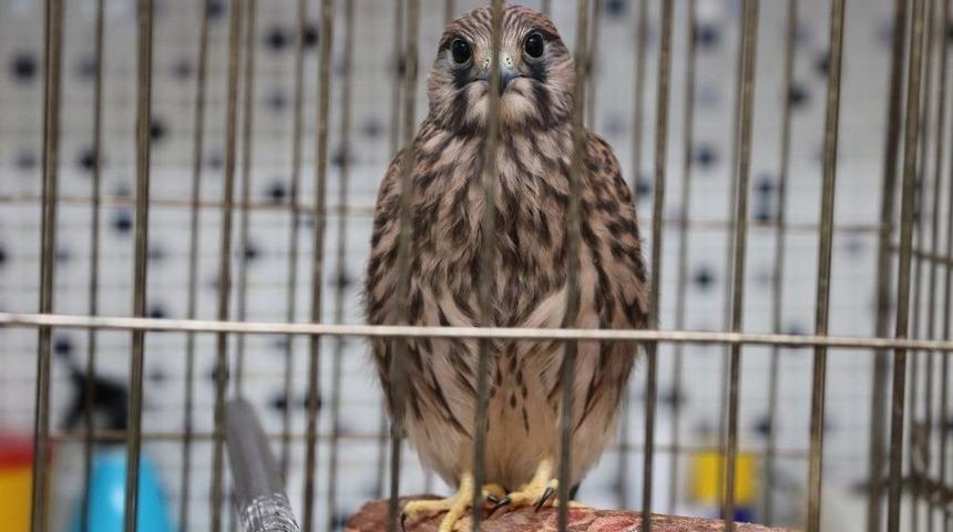 (özel Haber) Yabani Kuşlar Vahşi Yaşama Dönmek İçin Gün Sayıyor