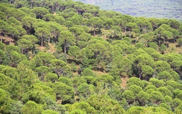 Kozak’ta Taş Ocaklarının Çevreye Zarar Verdiği İddia Edildi