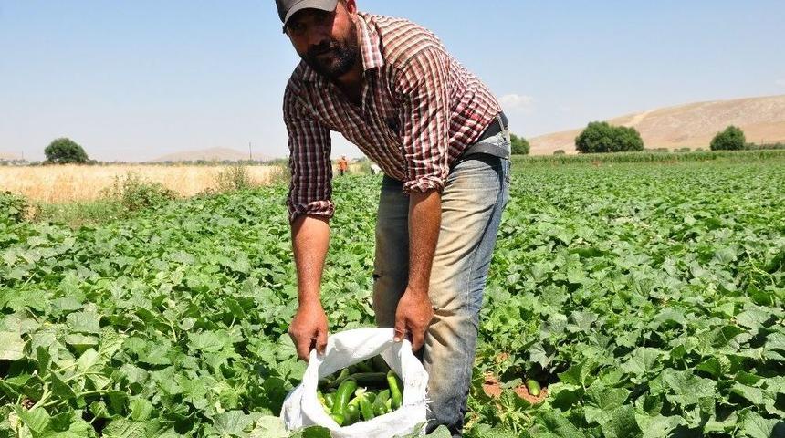 Salatalık &Uuml;reticisini &Uuml;zd&uuml;