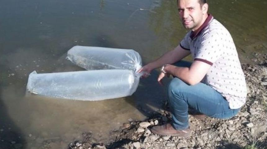 Ağrı&rsquo;da Sazan Yavruları Akarsulara Bırakıldı