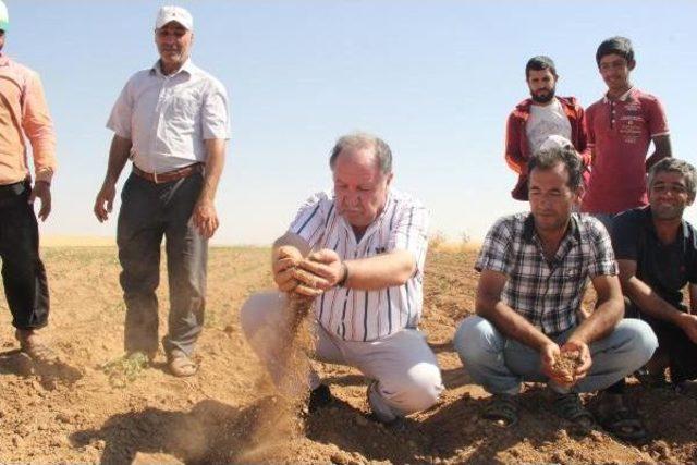 Şanlıurfa’Da Pamuk Üreticilerinin Susuzluk Isyanı