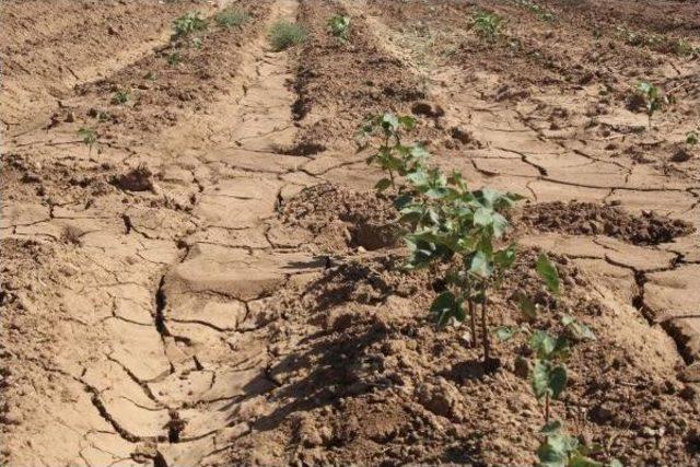 Şanlıurfa’Da Pamuk Üreticilerinin Susuzluk Isyanı