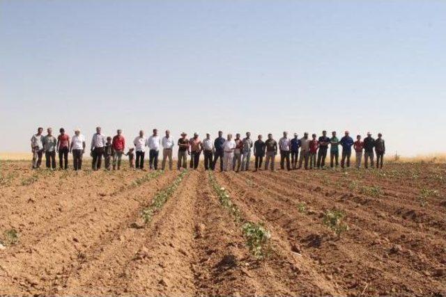 Şanlıurfa’Da Pamuk Üreticilerinin Susuzluk Isyanı