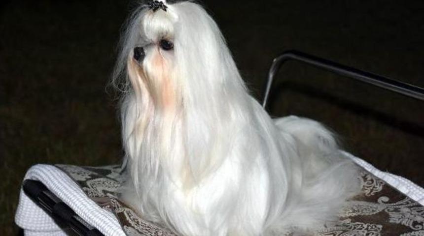 12 &Uuml;lkeden 1000'den Fazla K&ouml;pek, &Ccedil;ifte Sınavdan Ge&ccedil;ti