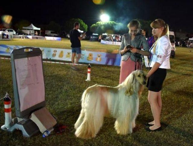 12 Ülkeden 1000'den Fazla Köpek, Çifte Sınavdan Geçti