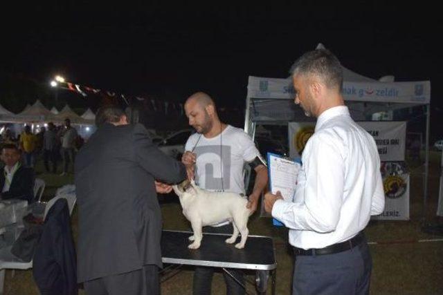 12 Ülkeden 1000'den Fazla Köpek, Çifte Sınavdan Geçti