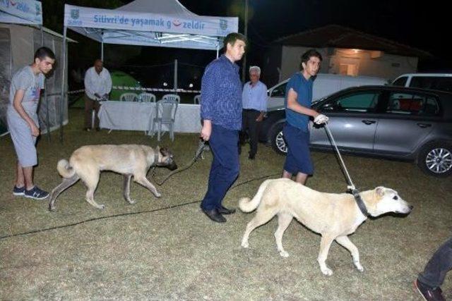 12 Ülkeden 1000'den Fazla Köpek, Çifte Sınavdan Geçti