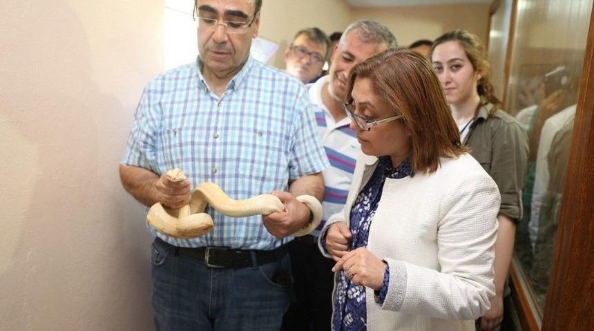 Şahin, Hayvanat Bah&ccedil;esinde İncelemelerde Bulundu