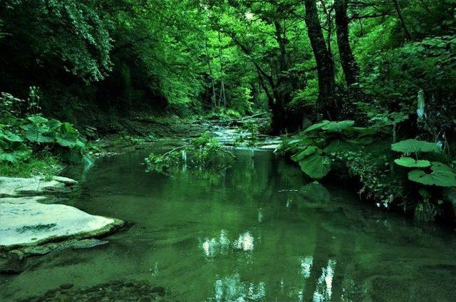 Zonguldak Ormanlarının Gizli Hazineleri Gün Yüzüne Çıkarılıyor