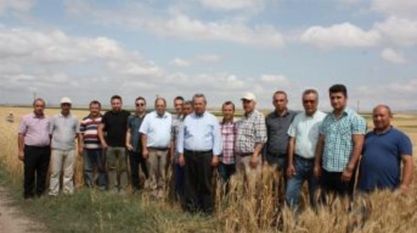 Yeni Geliştirilen Buğday &Ccedil;eşitleri