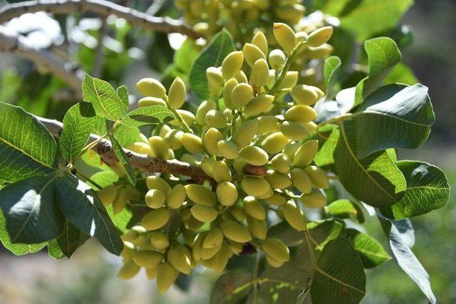 Mersin’de Antep Fıstığı Üretimi Yeniden Canlandırıldı