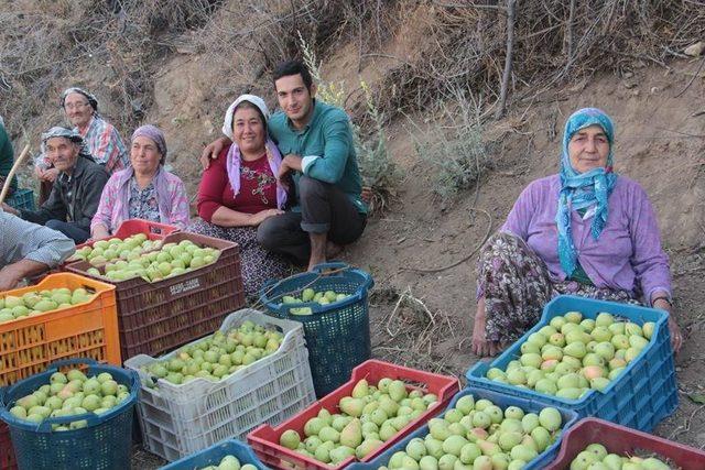 Üreticiler Armutlarını Satmak İçin Destek İstiyor