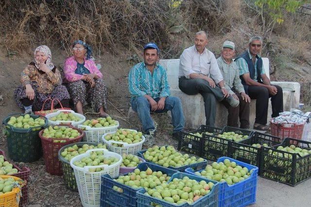 Üreticiler Armutlarını Satmak İçin Destek İstiyor