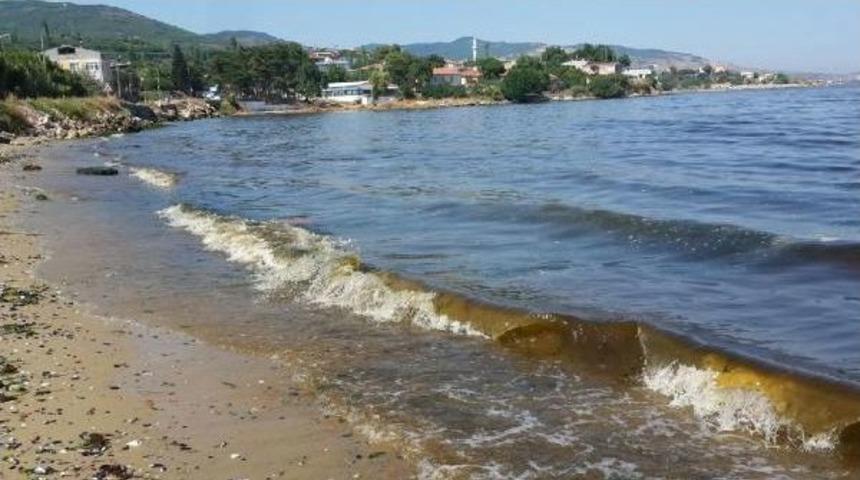 Alg Patlaması Erdek Sahillerini Kahverengiye Boyadı