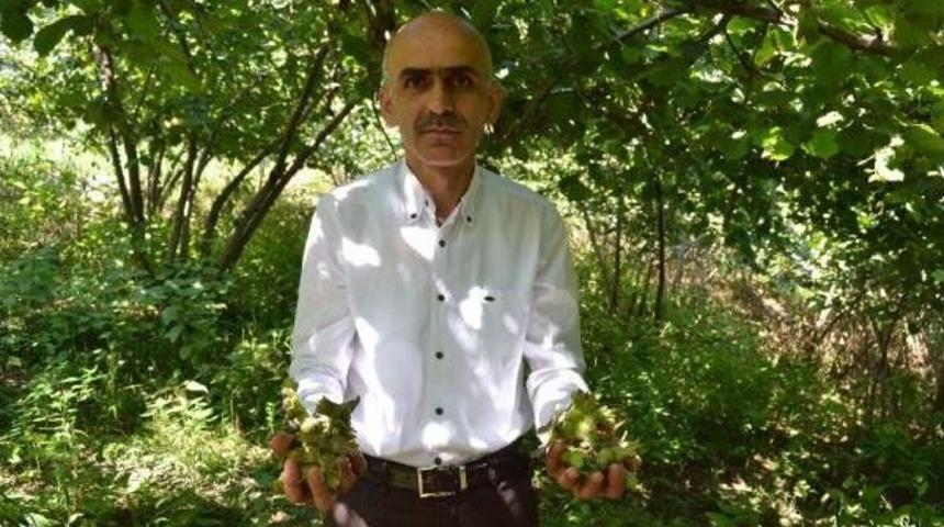 Giresun Ziraat Odası Başkanı Karan: Fındıkta D&ouml;k&uuml;lme Tedirgin Ediyor