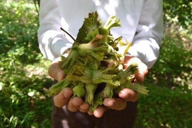 Giresun Ziraat Odası Başkanı Karan: Fındıkta Dökülme Tedirgin Ediyor