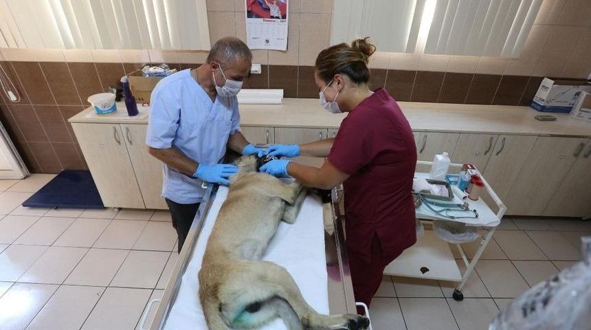 Kepez Belediyesi Bin 85 Sokak Hayvanı İle İlgilendi