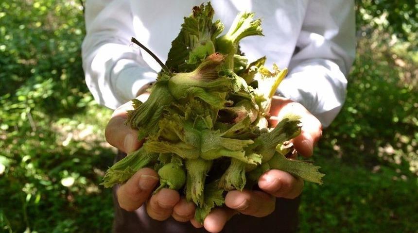 &Uuml;reticinin Umudu D&ouml;k&uuml;l&uuml;yor