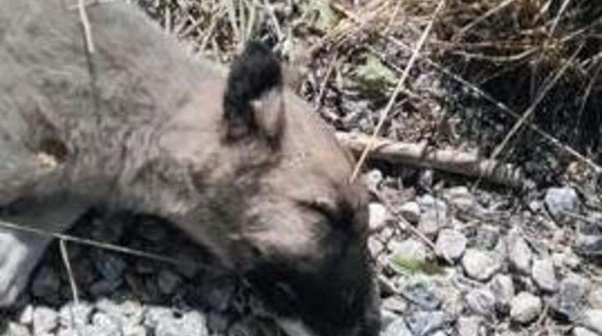 Ak&ccedil;adağ&rsquo;da Siyan&uuml;r İle K&ouml;pek Katliamı İddiası