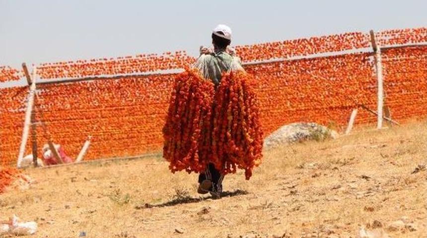 Gaziantep'te, 'kurutmalık' Sezonu Başladı