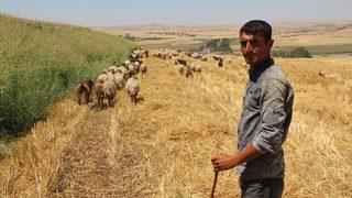 Batman Üniversitesi’nde Diplomalı Çobanlar Yetişecek