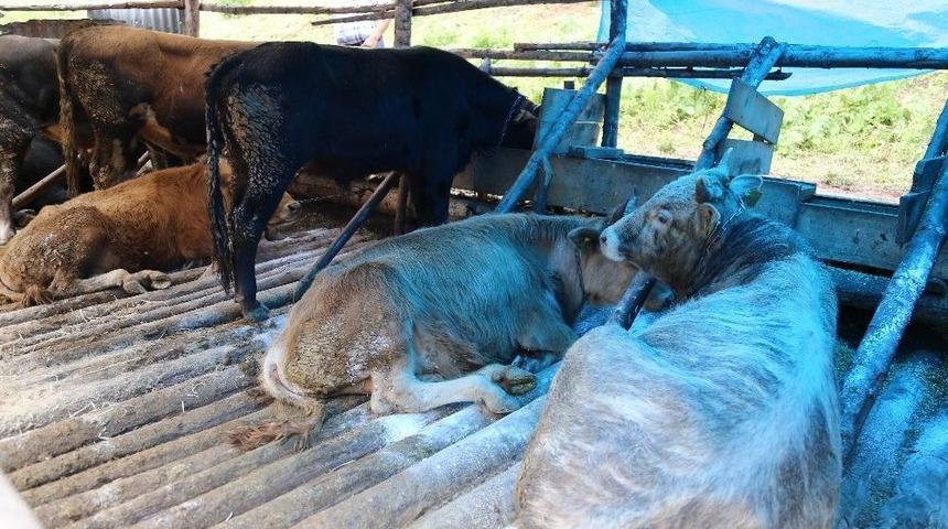 Cerattepe&rsquo;de Hayvan Zehirlenmesi Vakası