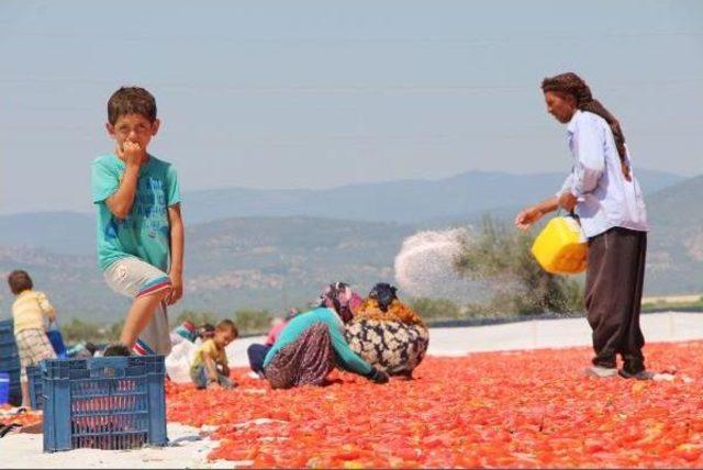 Kurutmalık Domatesler Ihracata Hazırlanıyor