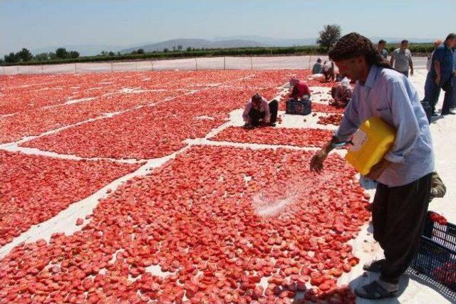 Kurutmalık Domatesler Ihracata Hazırlanıyor