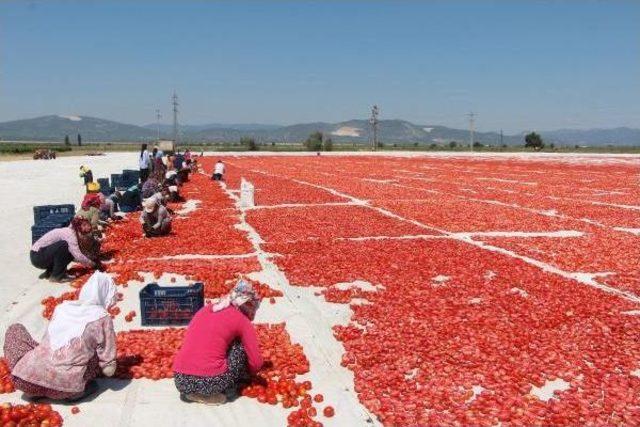 Kurutmalık Domatesler Ihracata Hazırlanıyor