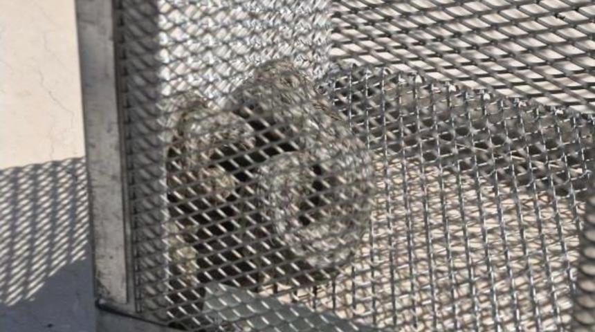 Otomobile Giren Yılanı Itfaiye &Ccedil;ıkardı