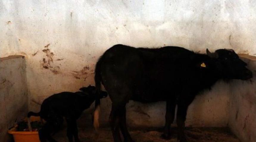 Gaziantep Hayvanat Bah&ccedil;esi, Doğurganlıkta Avrupa Birincisi