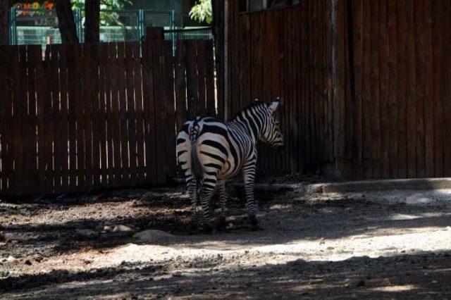 Gaziantep Hayvanat Bahçesi, Doğurganlıkta Avrupa Birincisi
