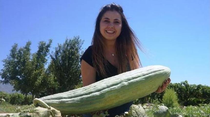 Bir Tohumdan Dev Acur Oldu