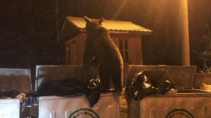 A&ccedil; Kalan Ayı &Ccedil;&ouml;pte Yiyecek Aradı