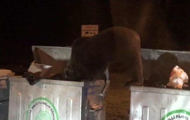 Uludağ'da Aç Kalan Yavru Ayı Çöp Konteynerlerından Yiyecek Aradı