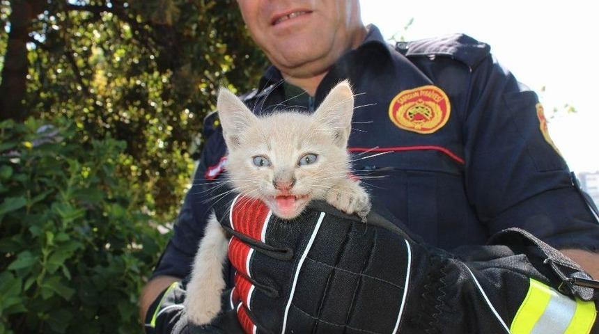 Yavru Kedinin İmdadına İtfaiye Yetişti