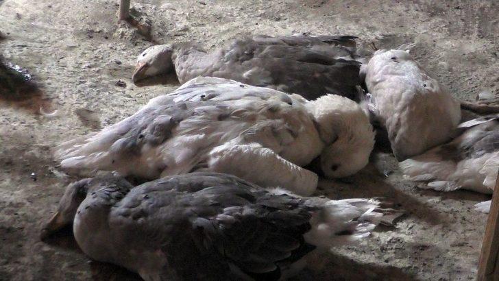 Ardahan’da Kuş Gribi Şüphesi G1