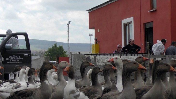 Ardahan’da Kuş Gribi Şüphesi G2
