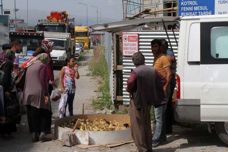 Ardahan’da Kuş Gribi Şüphesi G4