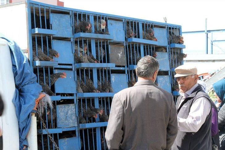 Ardahan’da Kuş Gribi Şüphesi G5