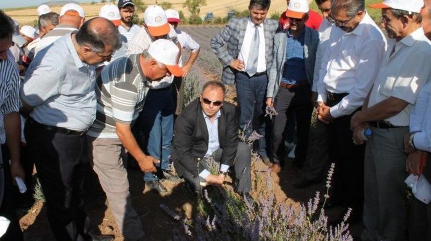 Turhal’da İlk Lavanta Hasadı Yapıldı